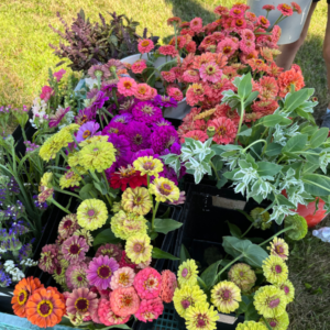 Hardy Annuals To Grow In Your Zone Cutting Garden — Bloom, 60% OFF