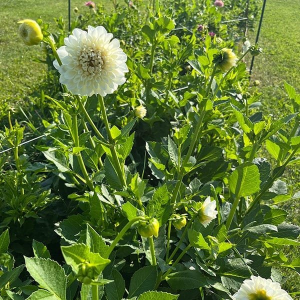 Boom Boom White Dahlia