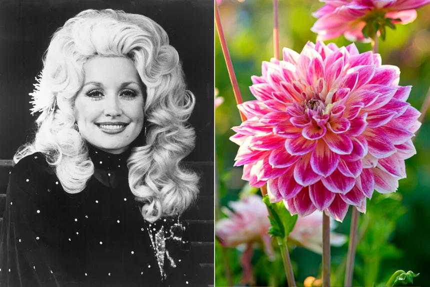 Dolly Parton and dahlias